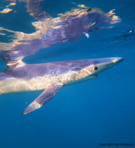Blue Shark Close Up