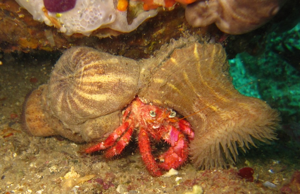 Dardanus arrosor, Great hermit crab