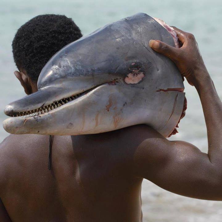 Dolphin Head