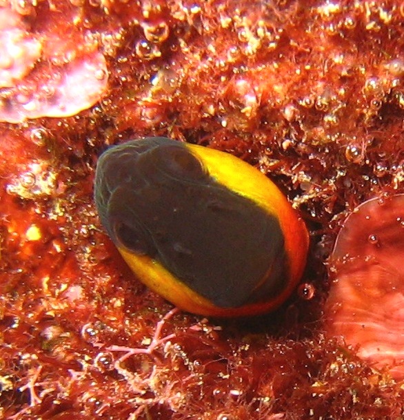 Reticulated blenny