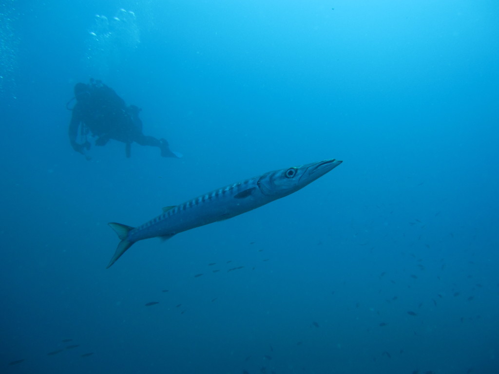 Barracuda and diver by Gaynor Rosier, Kenna Eco Diving, L'Escala, Costa Brava, Spain
