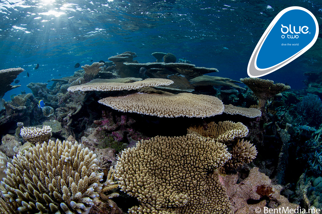 blueotwo-Siren Fleet Reef Conservation trips - image 2.jpg