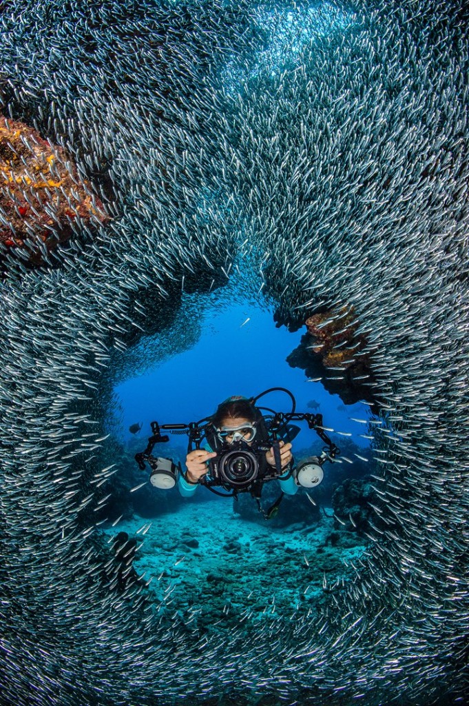 An underwater photographer moves through the schooling silversides at Devil's Grotto in Grand Cayman. Photo by Alex Mustard