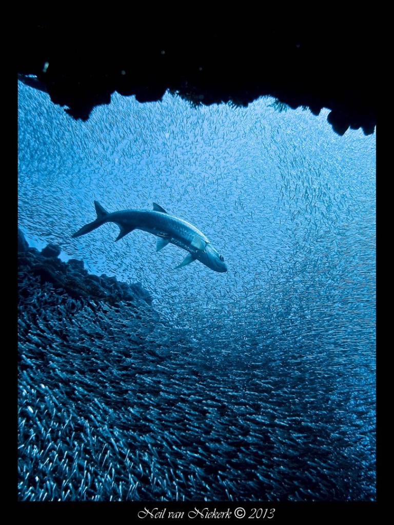 A Tarpon swimming with millions of silversides in Grand Cayman, waiting to feast on them. Photo by Neil van Niekerk.