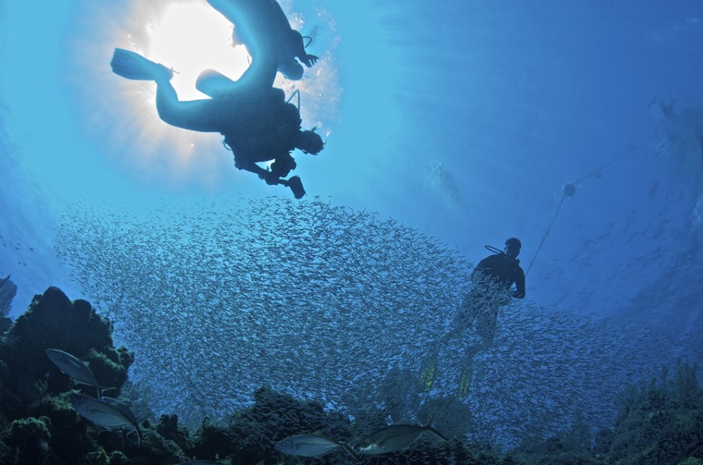 Divers and schooling silversides at a dive site on Grand Cayman. Photo by Jay Easterbrook.