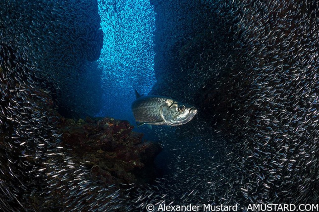 A Tarpon swimming through the schooling silversides at Devil's Grotto in Grand Cayman. Photo by Alex Mustard.