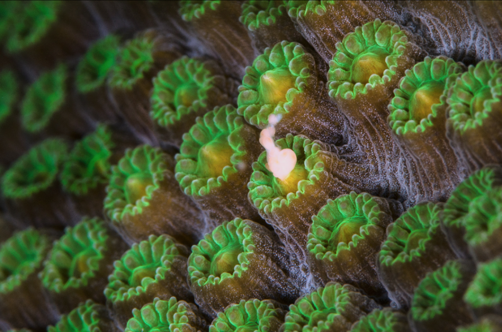 A coral head releasing eggs and sperm at the start of spawning. Photo courtesy of Alex Mustard.