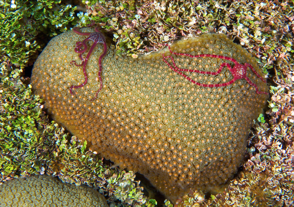 Brittle Stars emerge on a coral head in advance of spawning. They are the first cue that something is about to happen. Photo courtesy of Alex Mustard.