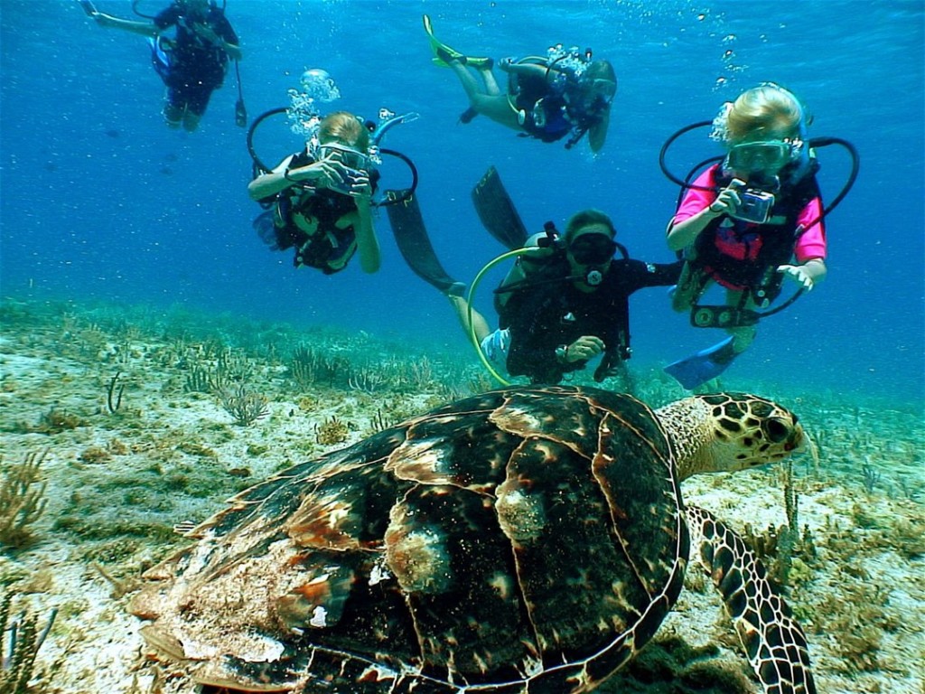 Sea Camp kids enjoying a turtle encounter during summer vacation. Photo courtesy of Jay Easterbrook, Divetech