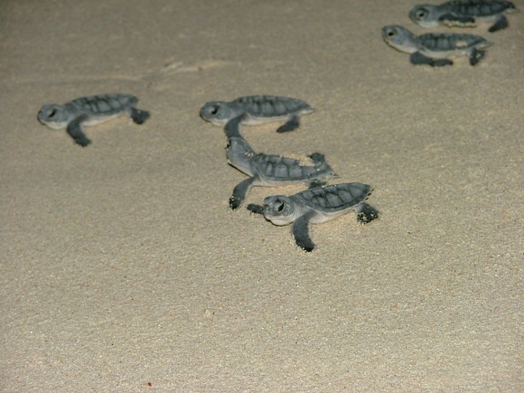  Hatchlings making their way to the sea after leaving their nest. Females who survive to adulthood will some day return to this same beach to nest. Photo courtesy of Mark Orr. 