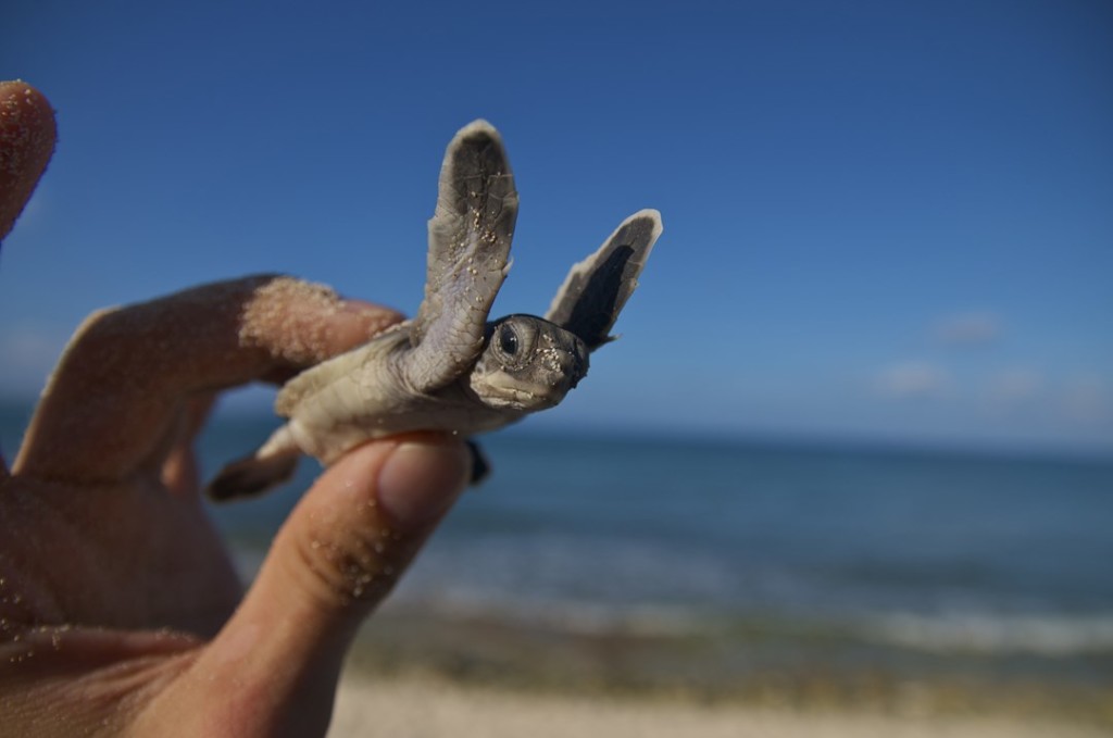 A newly-hatched baby turtle in the Cayman Islands. Photo courtesy Sandro Abderhalden.