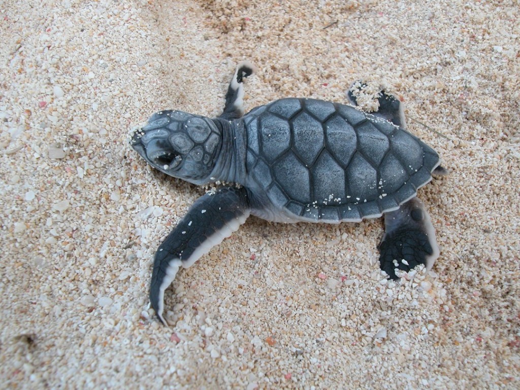 A hatchling on the beach in the Cayman Islands, making its way to the sea. The odds are stacked against its survival, but the local community does what it can to help.