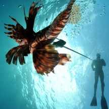Lionfish Hunting at The Scuba News