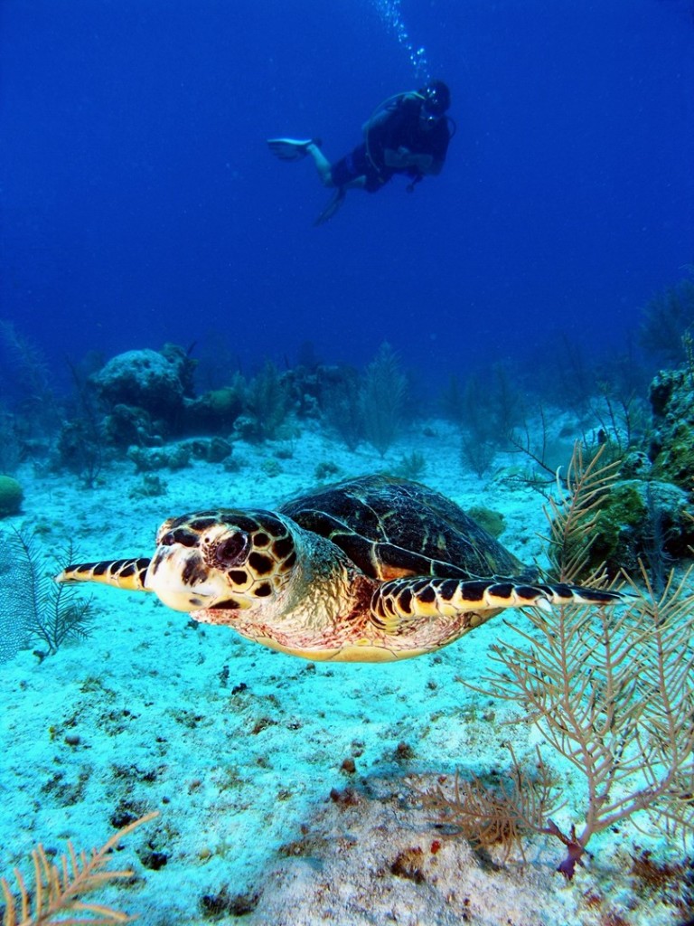 A diver enjoying a sea turtle encounter during a dive with Red Sail Sports in the Cayman Islands.