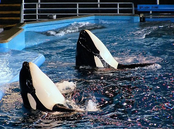 Orca Captivity Photos at The Scuba News
