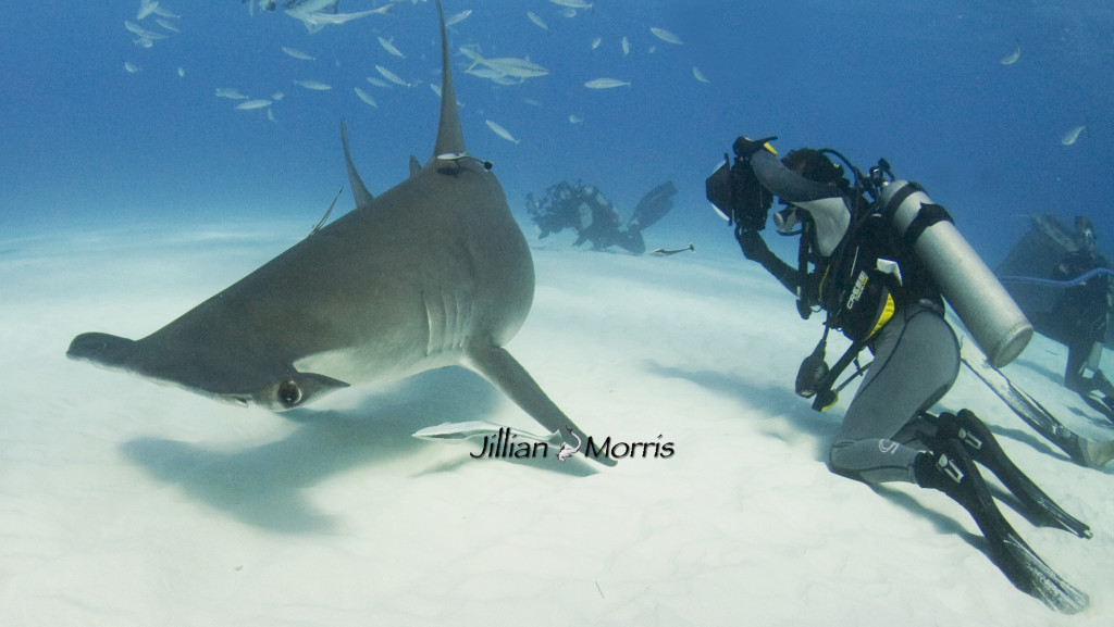 Photographing Hammerheads