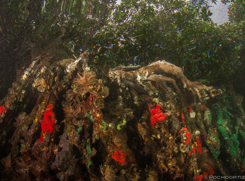 Picture 5: sea sponges, mollusks and algae associated with submerged mangrove roots 