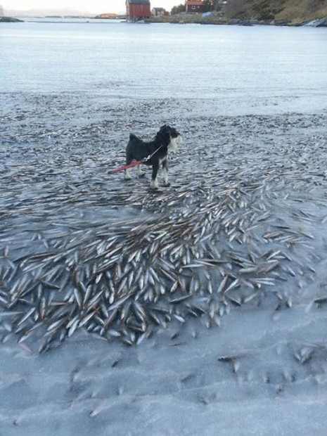 The water in the bay froze so quickly that the fish died suspended. (Photo credit: Ingolf Kristiansen/Facebook)