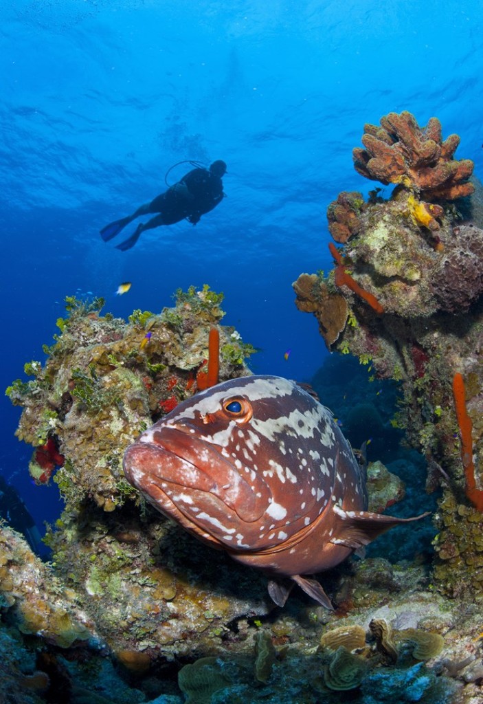 The iconic Nassau grouper, a favorite with diver. Photo by Alex Mustard.