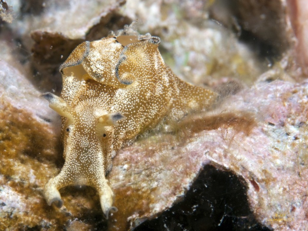 The Aplysia parvula or small sea hare is common and can usually be found on the algae in the shallows of Cayman's shore dives. Photo courtesy Everett Turner.
