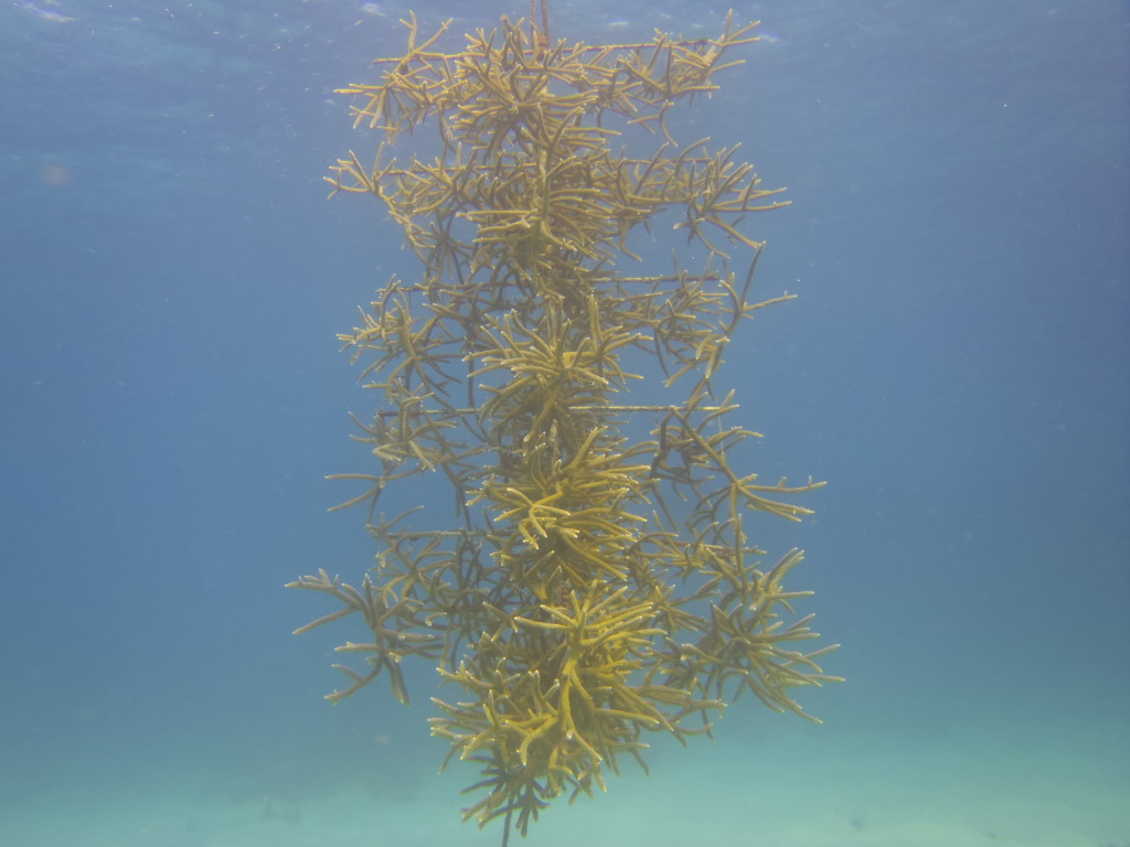 Staghorn coral growing on a "coral tree" in the Colombian Coral Nursery.