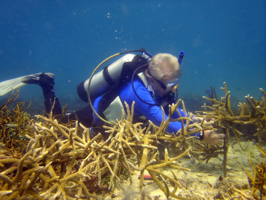 John Hauk plants staghorn coral to reefs off the Rosario Islands.