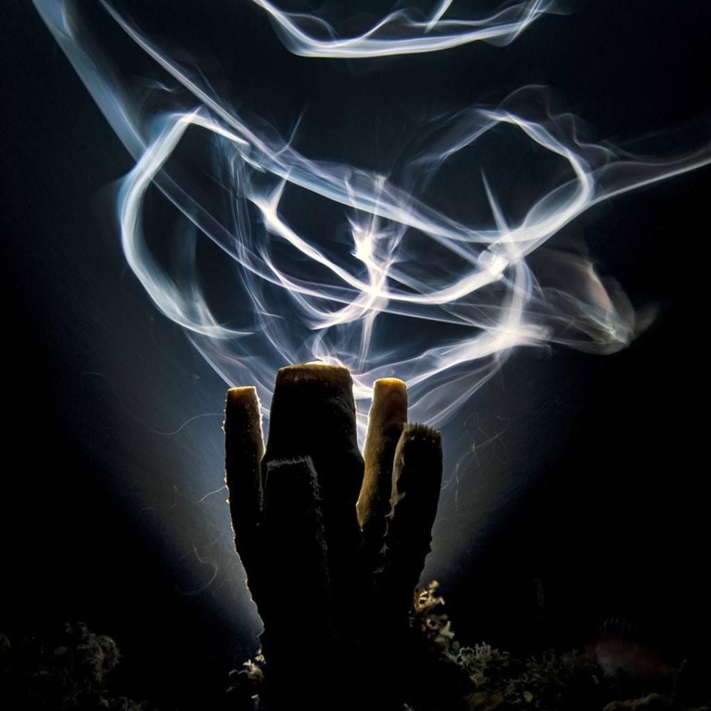 Prize winning photo "Night Moves" by Alex Mustard, a long time Ocean Frontiers guest. Photo courtesy Alex Mustard.