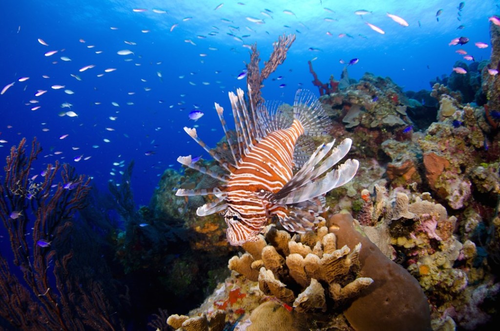 Lionfish are colorful and beautiful, but deadly to Caribbean reef fish because they are voracious eaters. Photo courtesy Ocean Frontiers.