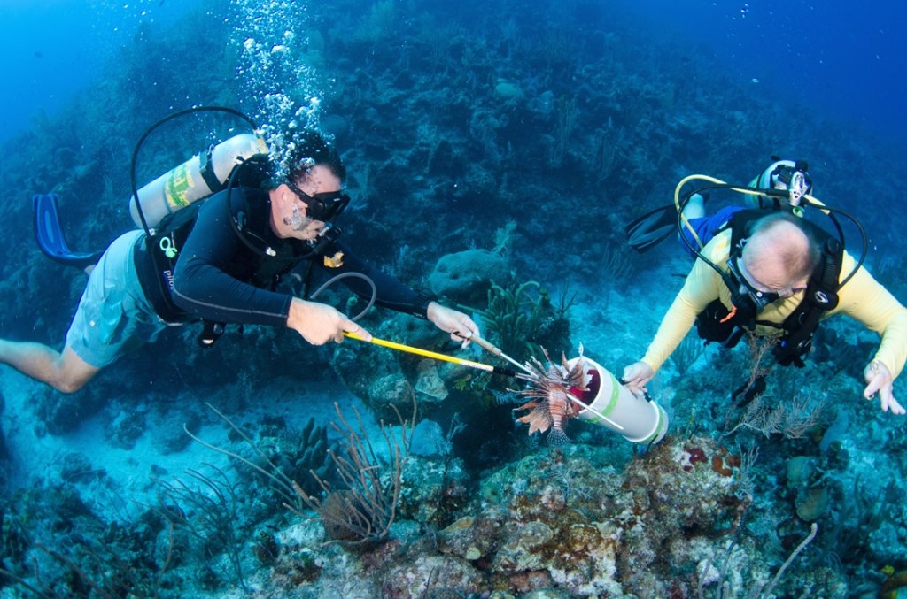 Ocean Frontiers co-owner Steve Broadbelt (left) culling Lionfish during a dive. The fish are speared and placed in a tube for safe handling. Photo courtesy Ocean Frontiers.