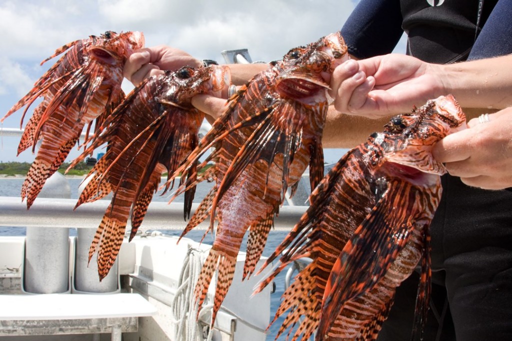 Invasive Lionfish reproduce quickly so culling involves removing predators of all sizes from the reef. Photo courtesy of Ocean Frontiers.
