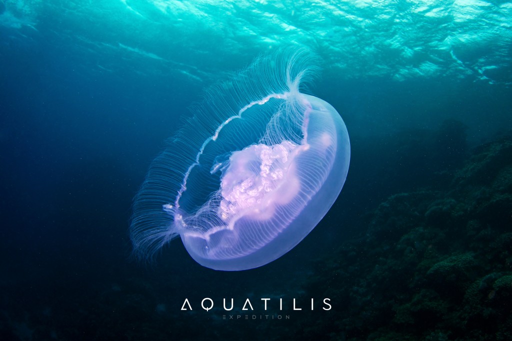 Aquatilis Expedition - Aurelia aurita