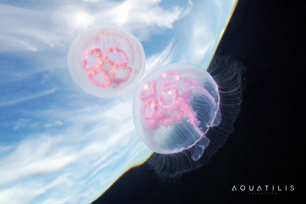 Aquatilis Expedition -Aurelia aurita 2