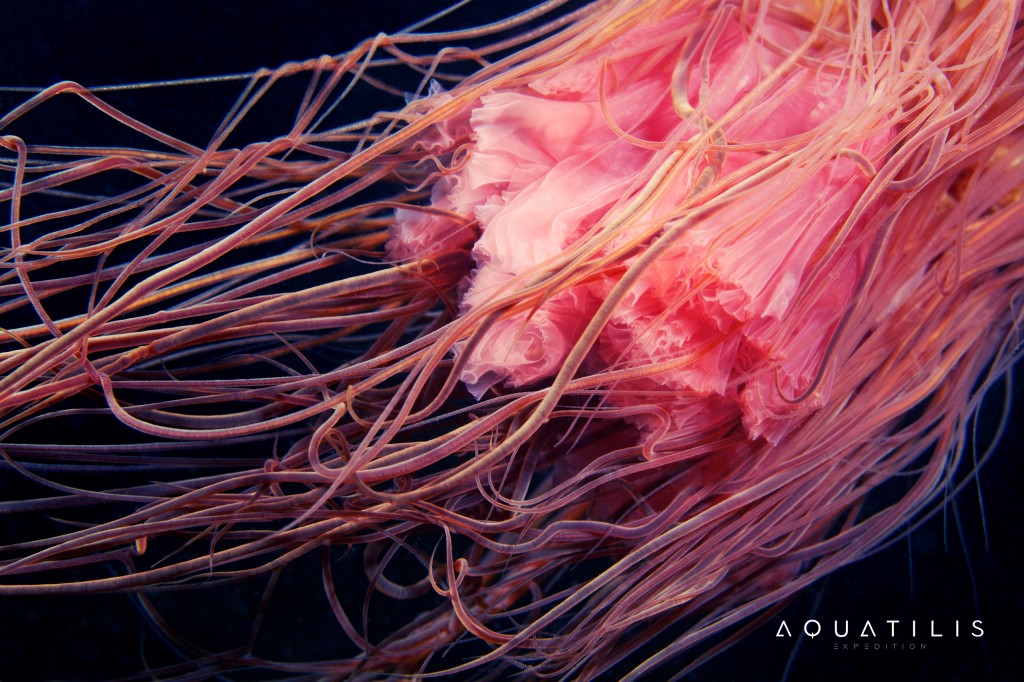 Aquatilis Expedition -Cyanea capillata tentacles