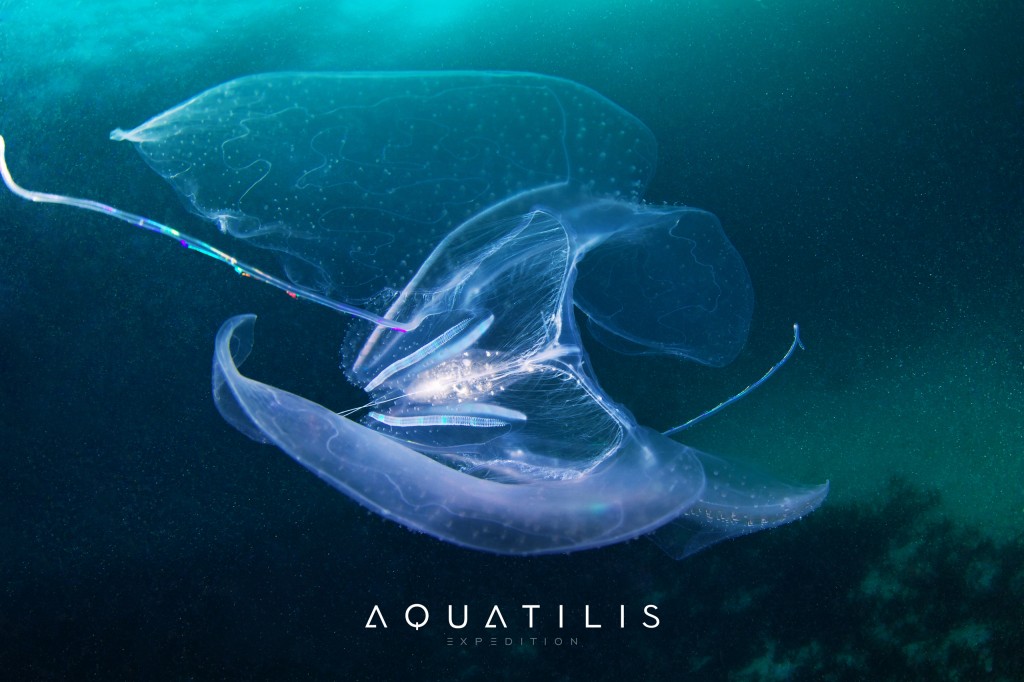Aquatilis Expedition - Leucothea ctenophore