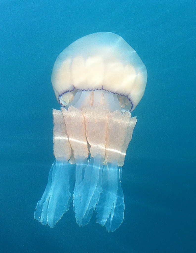 Rhizostoma - Barrell Jellyfish