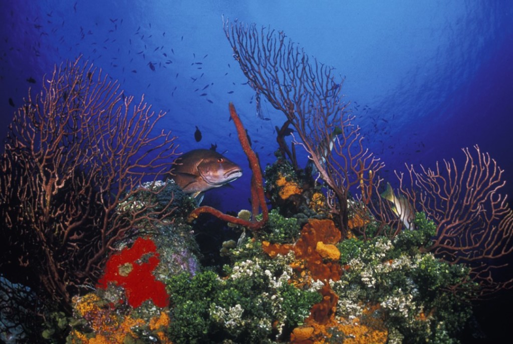 Cayman's colorful and healthy coral reefs are a result of conservation efforts by the government's Department of the Environment which established marine parks decades ago with the support of the local dive industry. Photo courtesy Sunset House.