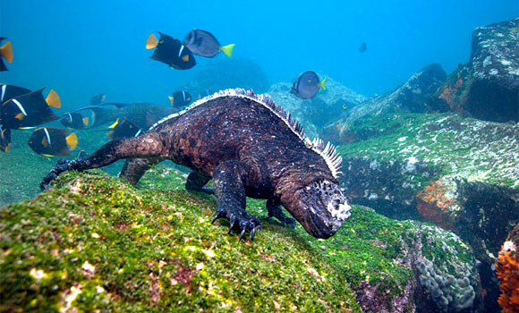 Scuba Diving Galapagos Islands at The Scuba News