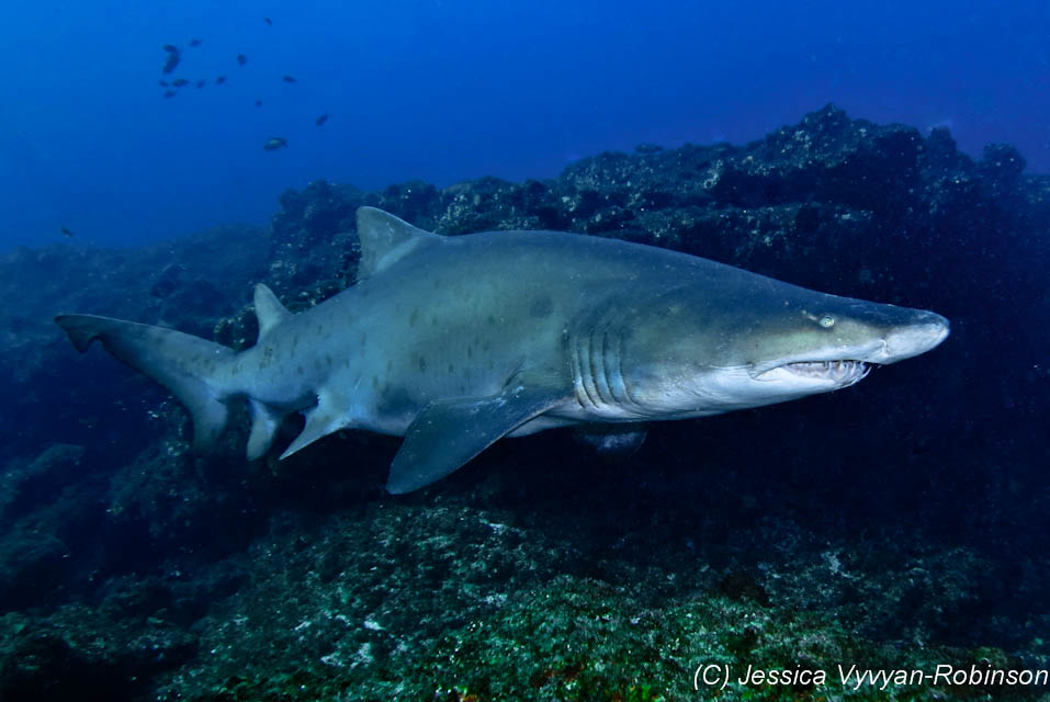 Shark Eat Shark World - Scuba Dive Asia - Sandshark