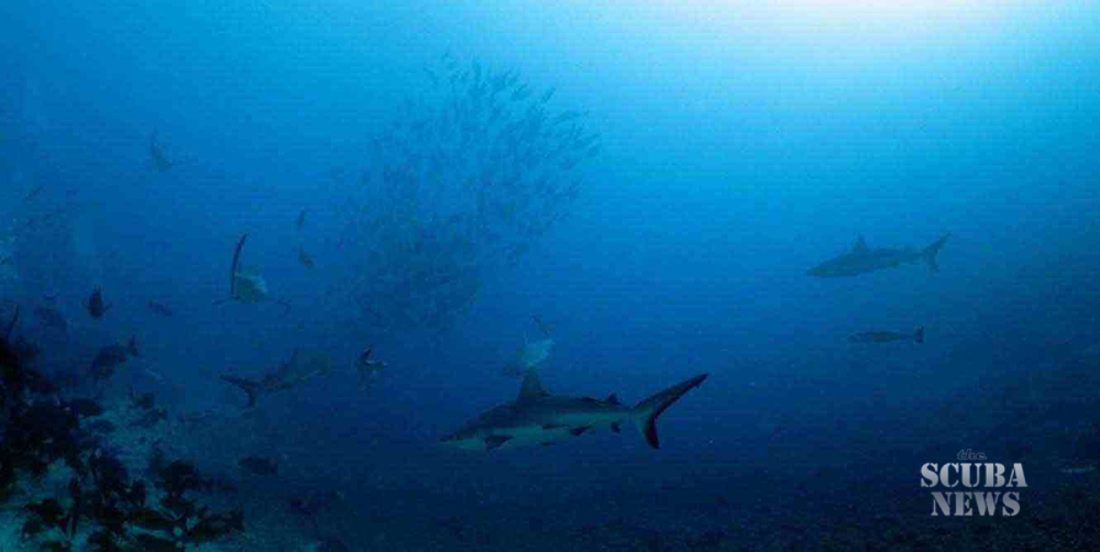 wwdas-fiji-Nigali_Passage_Reef_Sharks