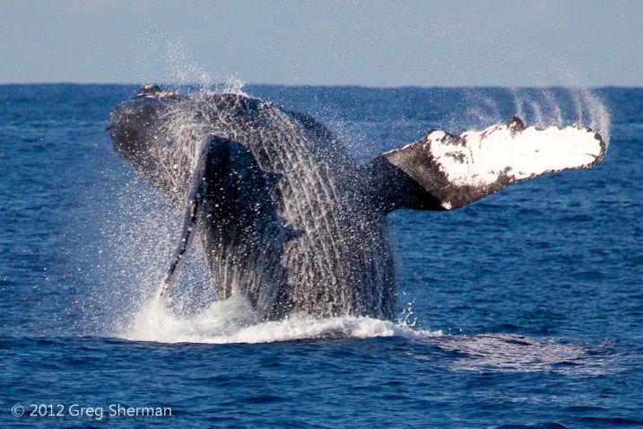 Humpback_Whales_Socorro_1