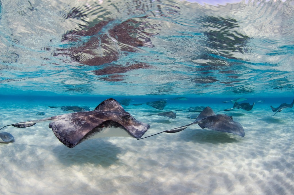 Stingrays swimming in formation in shallow water at the Sandbar. Photo by Elly Wray.