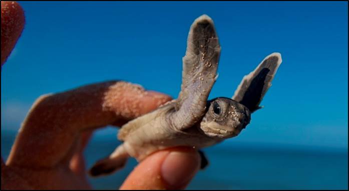 It is turtle nesting season in the Cayman Islands and this hatchling will soon begin its journey to the sea.