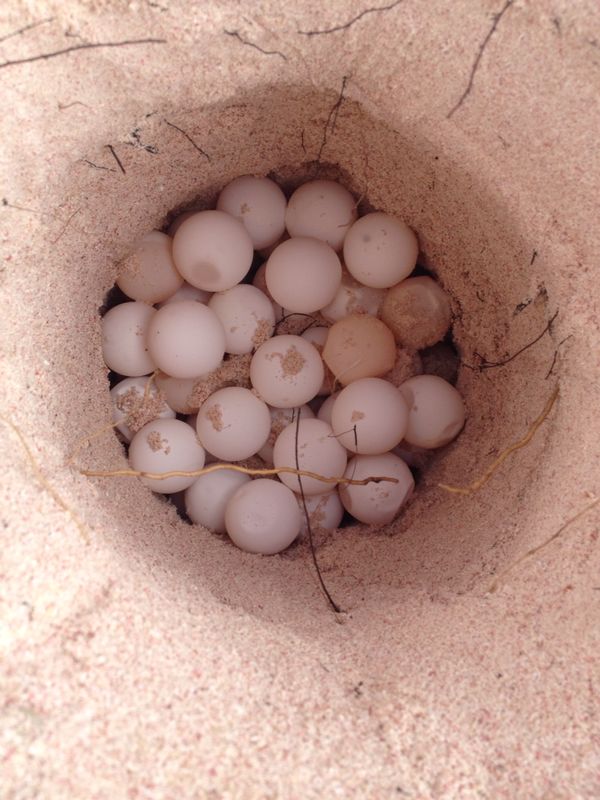 More than 30 nests are currently on Little Cayman beaches. The first one hatched July 5. Photo courtesy Cayman Islands Department of Environment