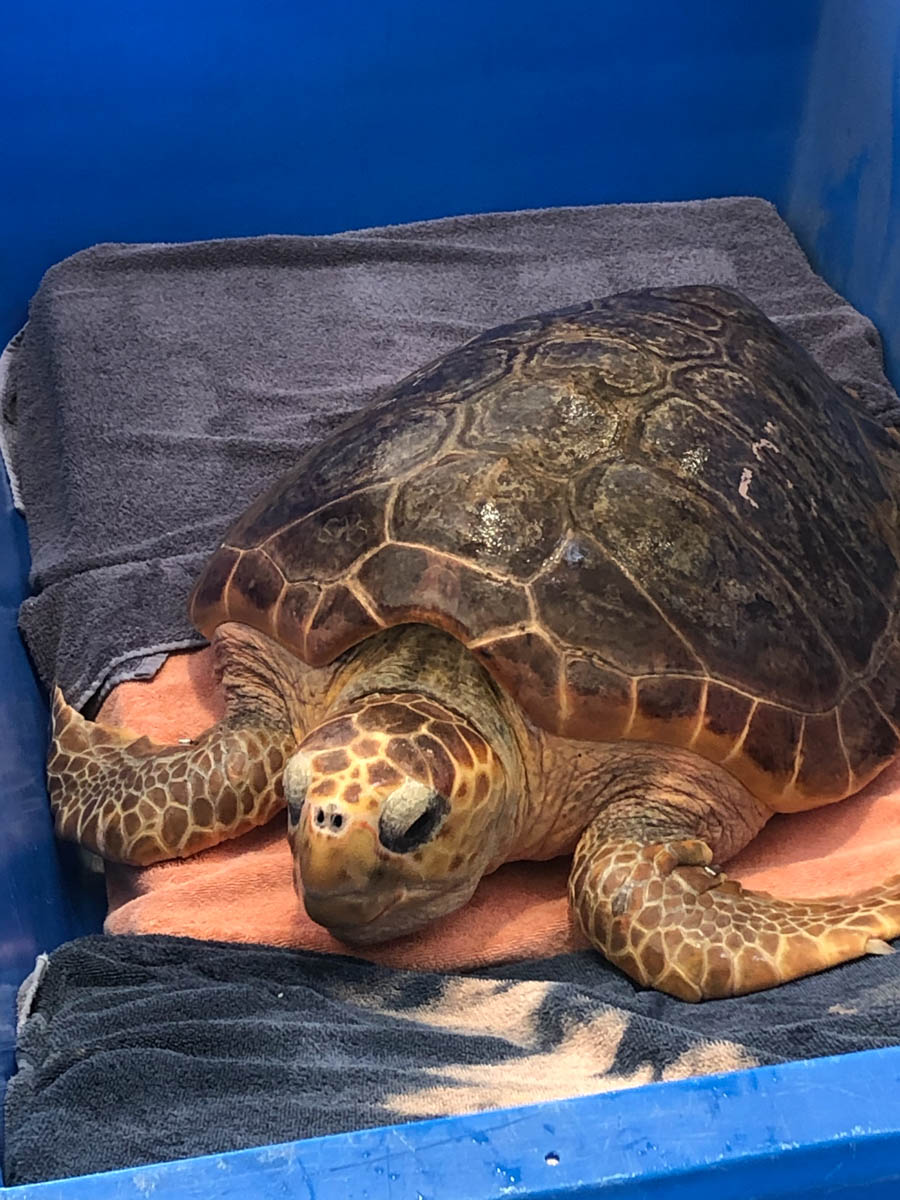 Two Endangered Loggerhead Sea Turtles Released Back To The Wild