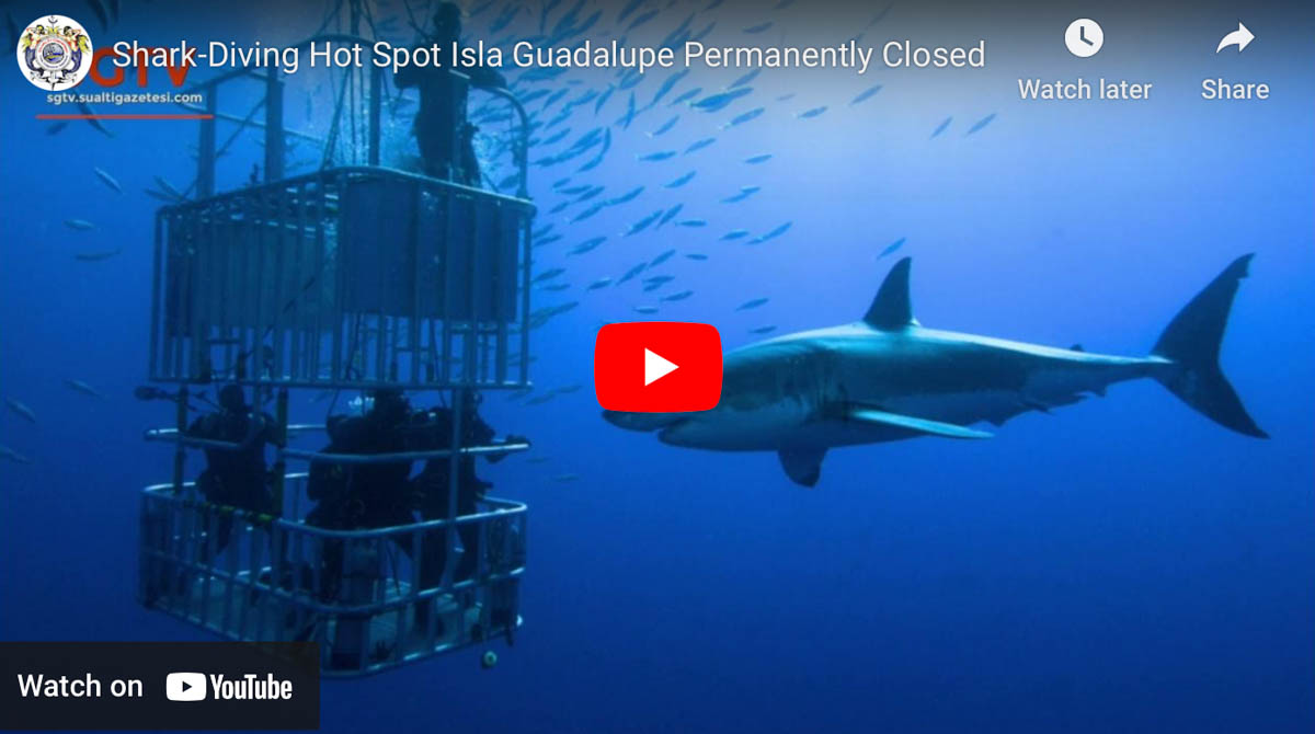 Shark Diving Hot Spot Isla Guadalupe Permanently Closed The