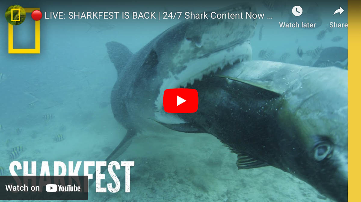 How to watch SharkFest 2023: National Geographic's month of shark