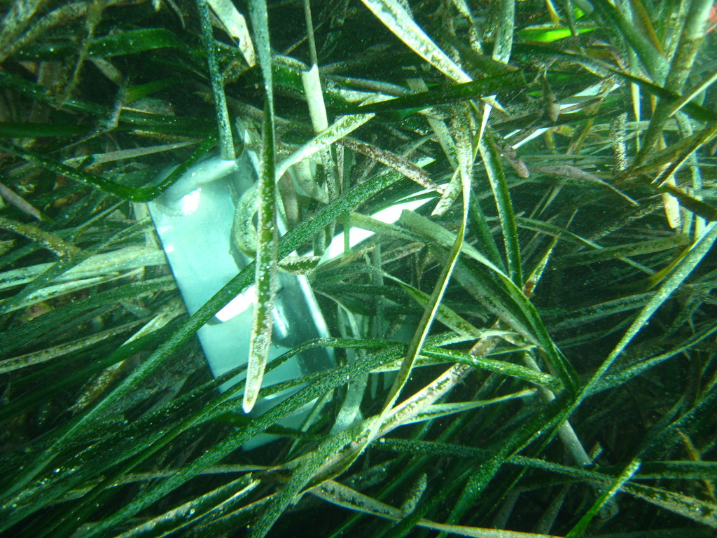 Anchor damaging Posidonia beds