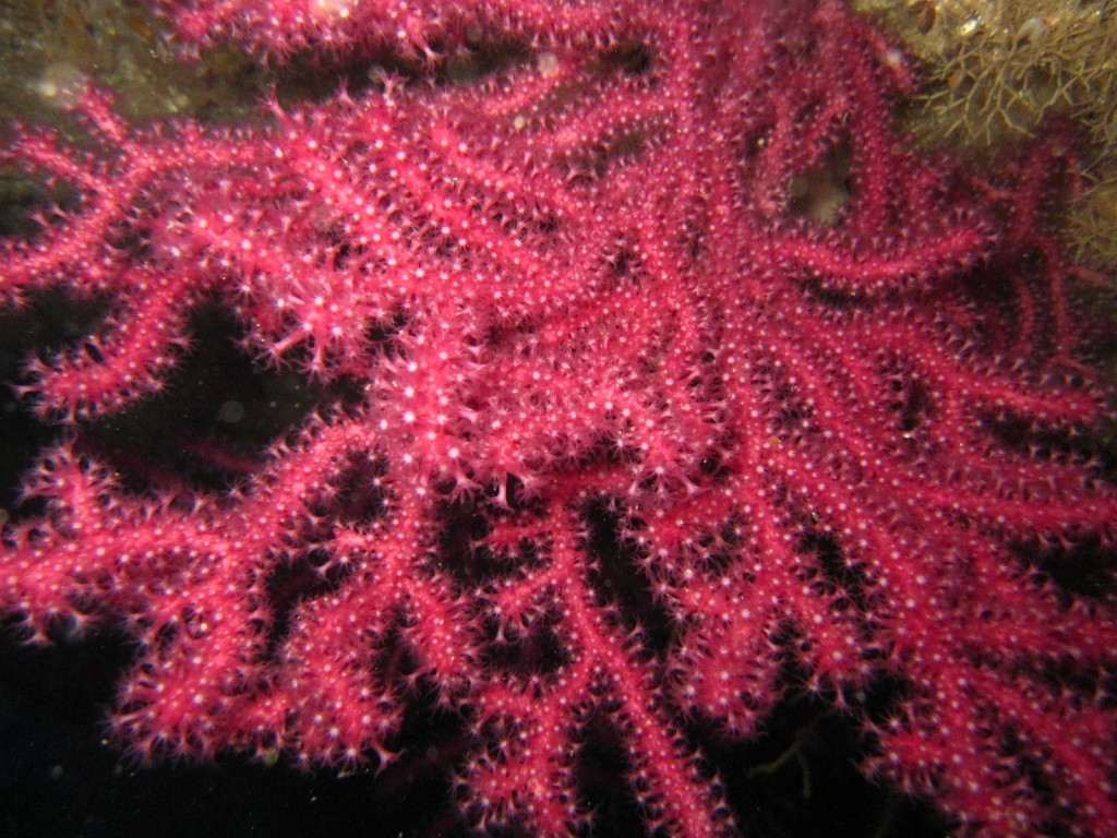 Gorgonian coral