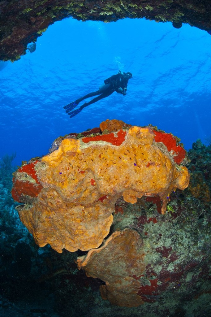 Clear warm water, healthy reefs and excellent dive operators make the Cayman Islands one the Caribbean's top dive destinations. Photo courtesy Alex Mustard.