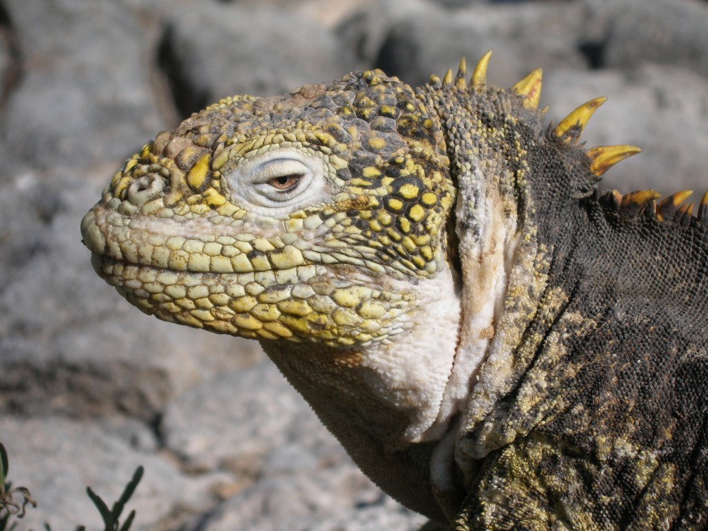 Scuba Diving Galapagos Islands at The Scuba News